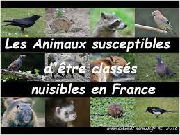 Espèces susceptibles d’occasionner des dégâts (“nuisibles”) en Drôme pris pour la saison 2022-2023